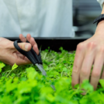 Microgreens in Greenhouse: A Bounty of Flavor and Nutrition