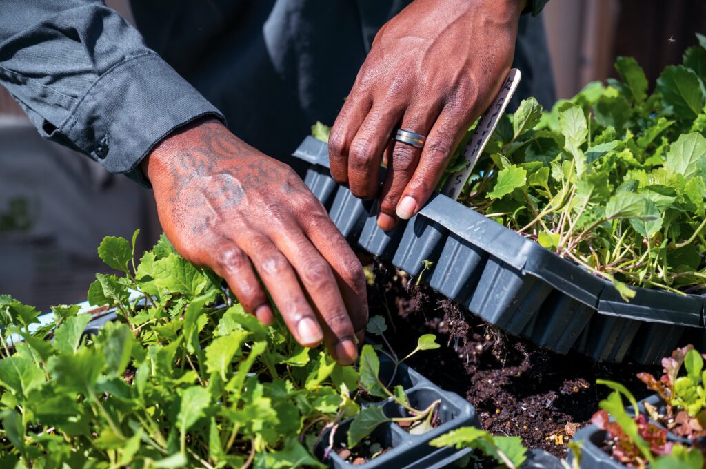 microgreens<br />
